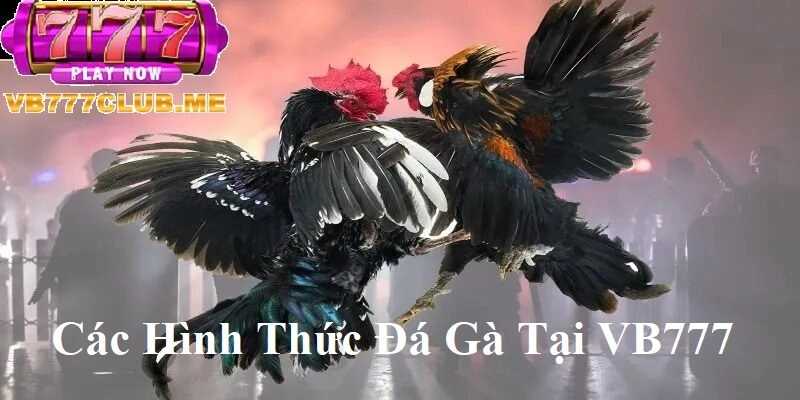 Các hình thức Đá Gà tại VB777