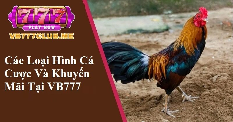 Các loại hình cá cược và khuyến mãi tại VB777