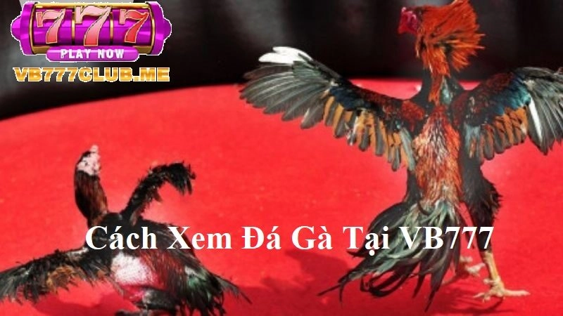 Cách xem Đá Gà tại VB777