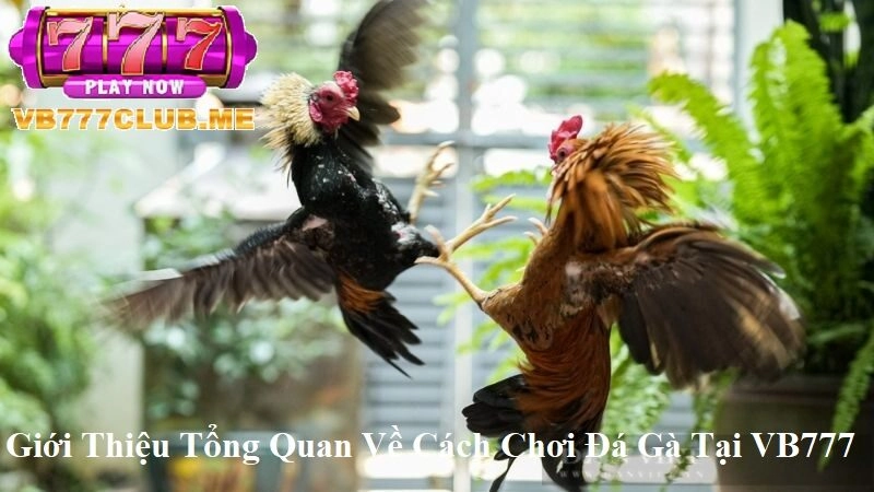 Giới thiệu tổng quan về Cách Chơi Đá Gà tại VB777