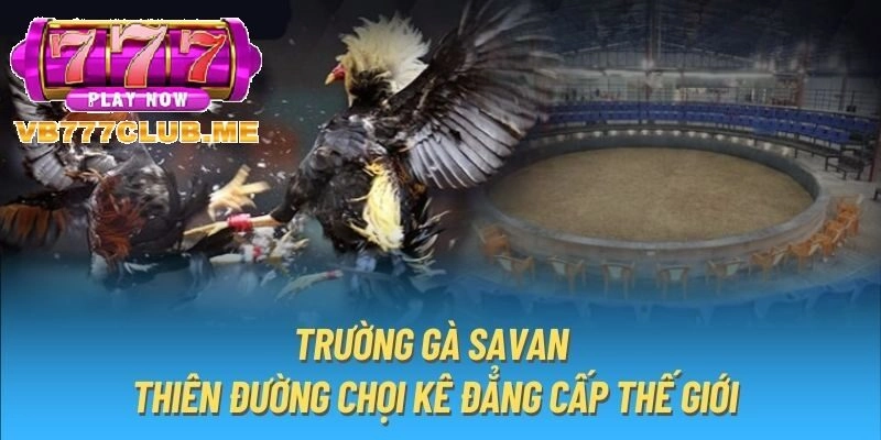 Giới thiệu về Trường gà Savan tại VB777