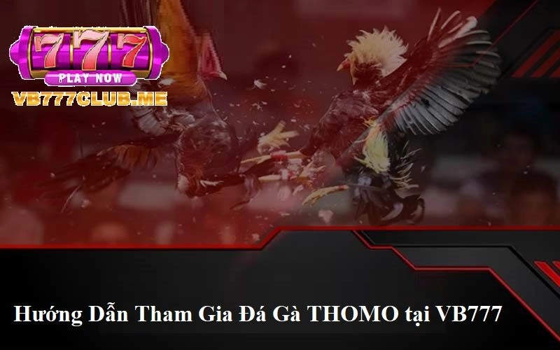 Hướng dẫn tham gia Đá Gà THOMO tại VB777