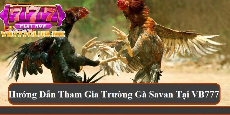 Hướng dẫn tham gia trường gà Savan tại VB777