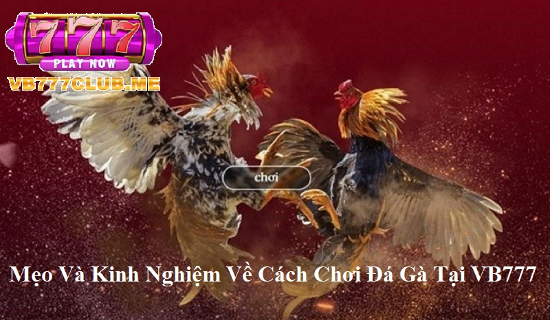 Mẹo và kinh nghiệm về Cách Chơi Đá Gà tại VB777