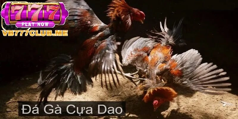 Tổng quan về Đá Gà Cựa Dao tại VB777