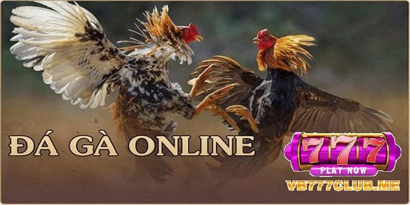 Tổng quan về Đá Gà Online tại VB777